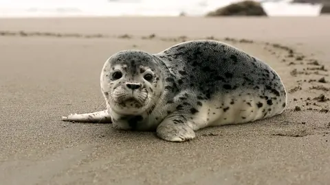 Seal Pup on the Beach