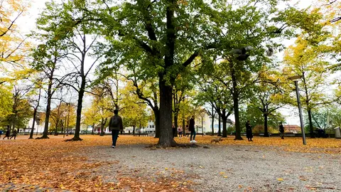 People Walking In a City Park