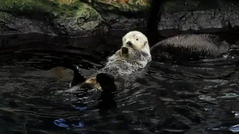 Otters at play